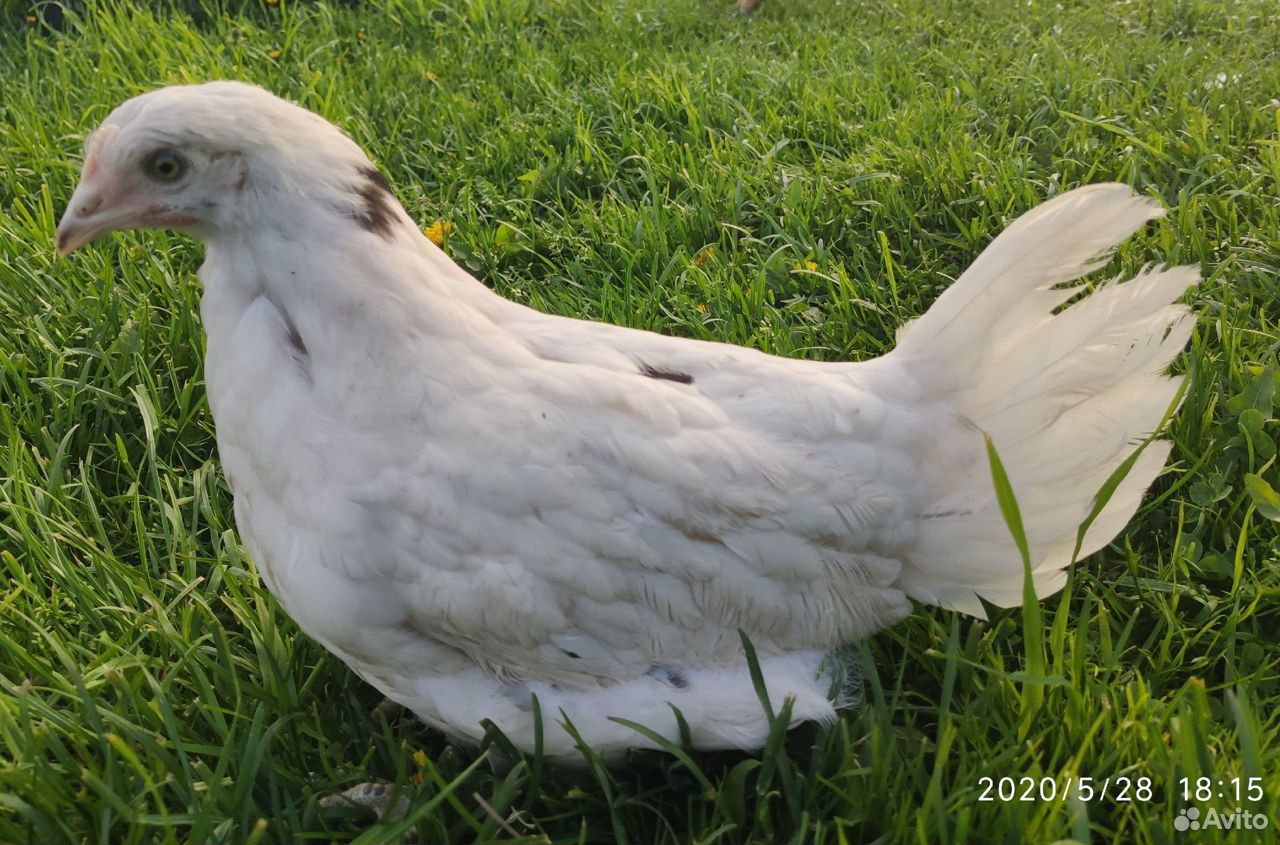 Цыплята кур купить на Зозу.ру - фотография № 6