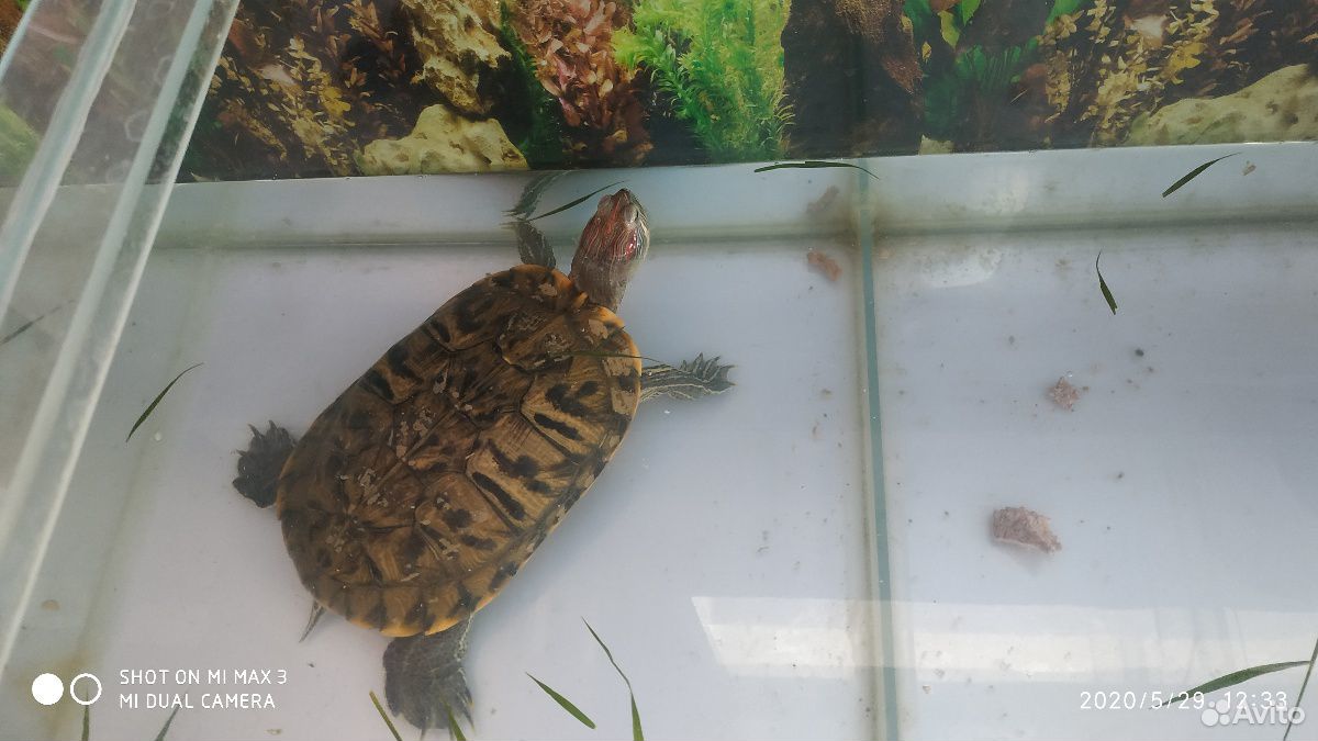 Черепаха с аквариумом на 180 л купить на Зозу.ру - фотография № 1
