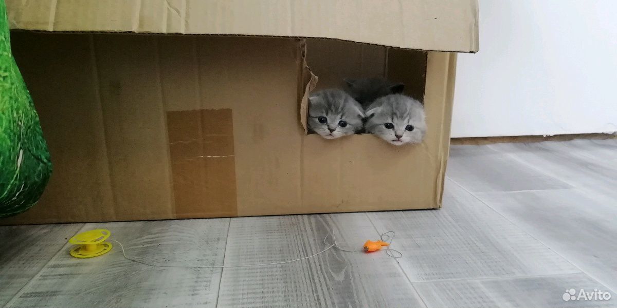 Шатланские котята купить на Зозу.ру - фотография № 1