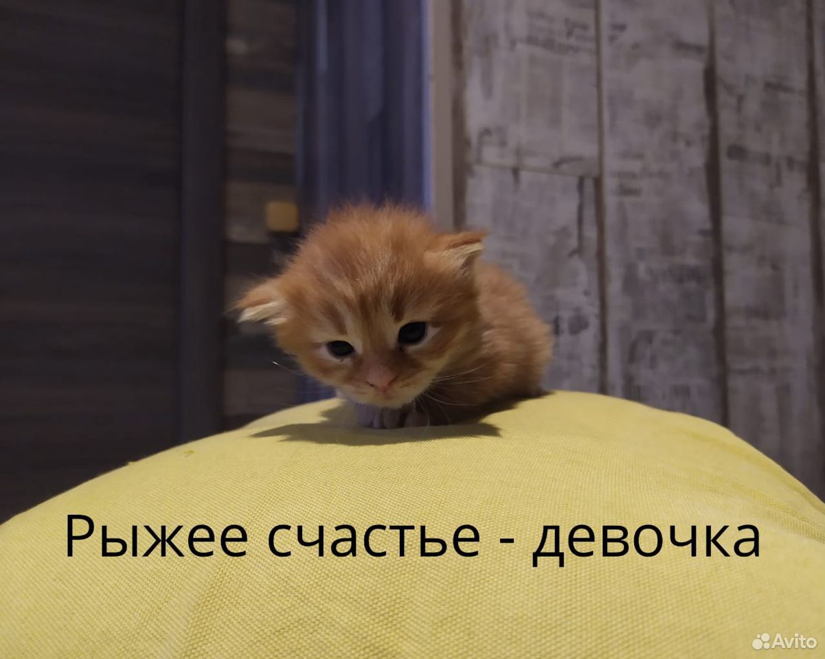 Котята. Котенок купить на Зозу.ру - фотография № 1