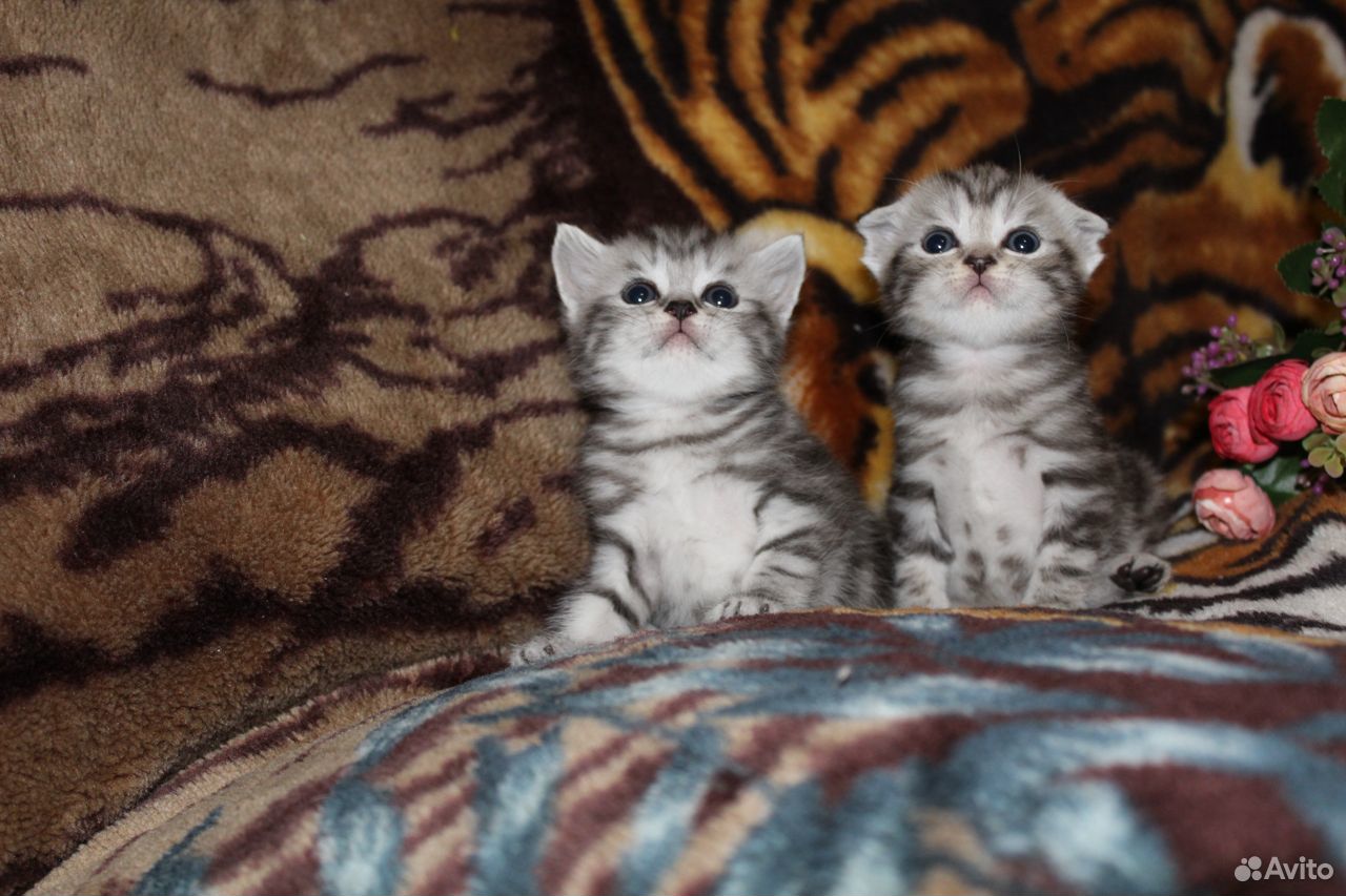 Шотландские вислоухие- прямоухие котятки купить на Зозу.ру - фотография № 7