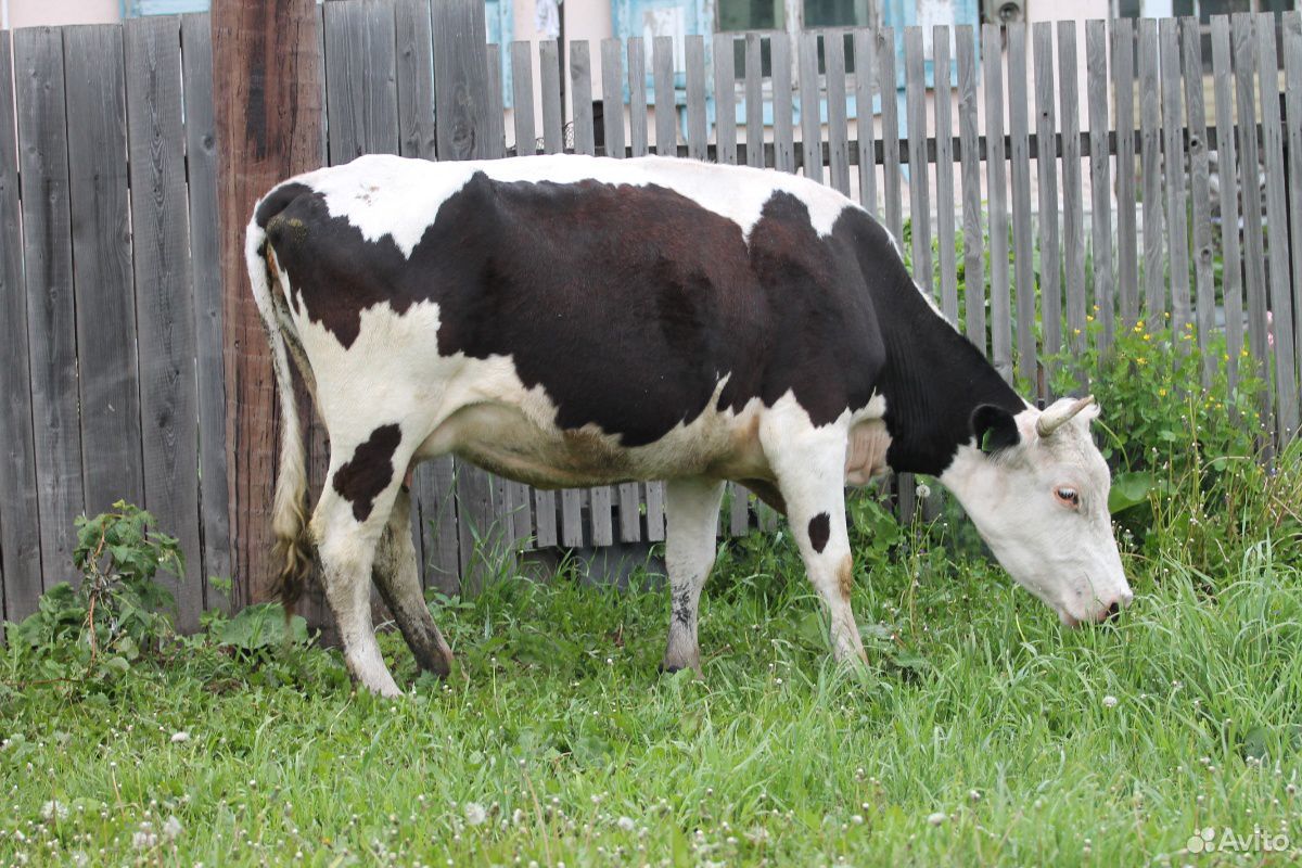Продам коров купить на Зозу.ру - фотография № 5