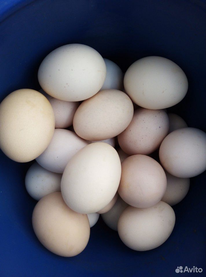 Яйца домашние куриные. Яйцо купить на Зозу.ру - фотография № 1