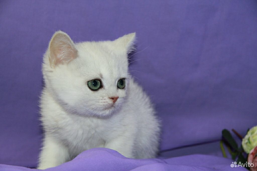 Серебрянный котик Хью купить на Зозу.ру - фотография № 1