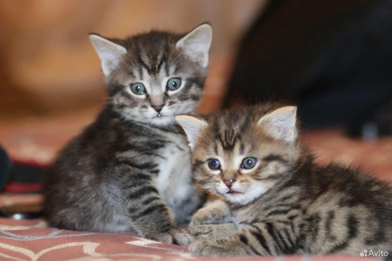 Очаровательные котятки в добрые руки купить на Зозу.ру - фотография № 2