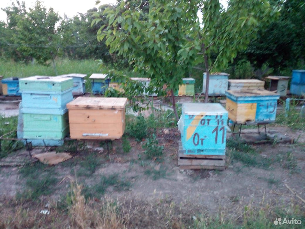 Улей пчелы купить на Зозу.ру - фотография № 2