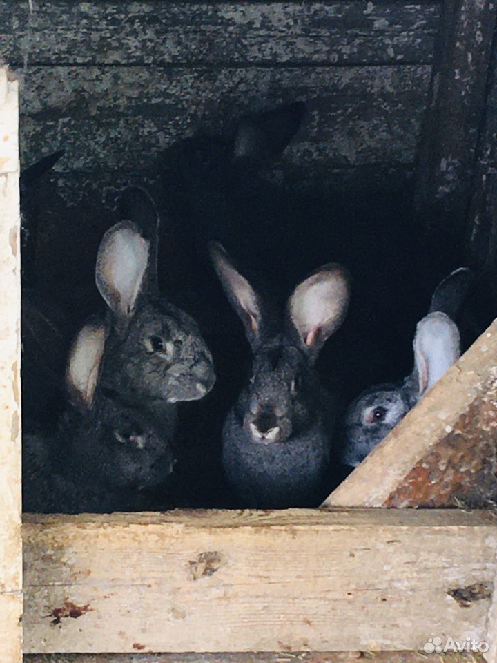 Кролики большие мясные купить на Зозу.ру - фотография № 2
