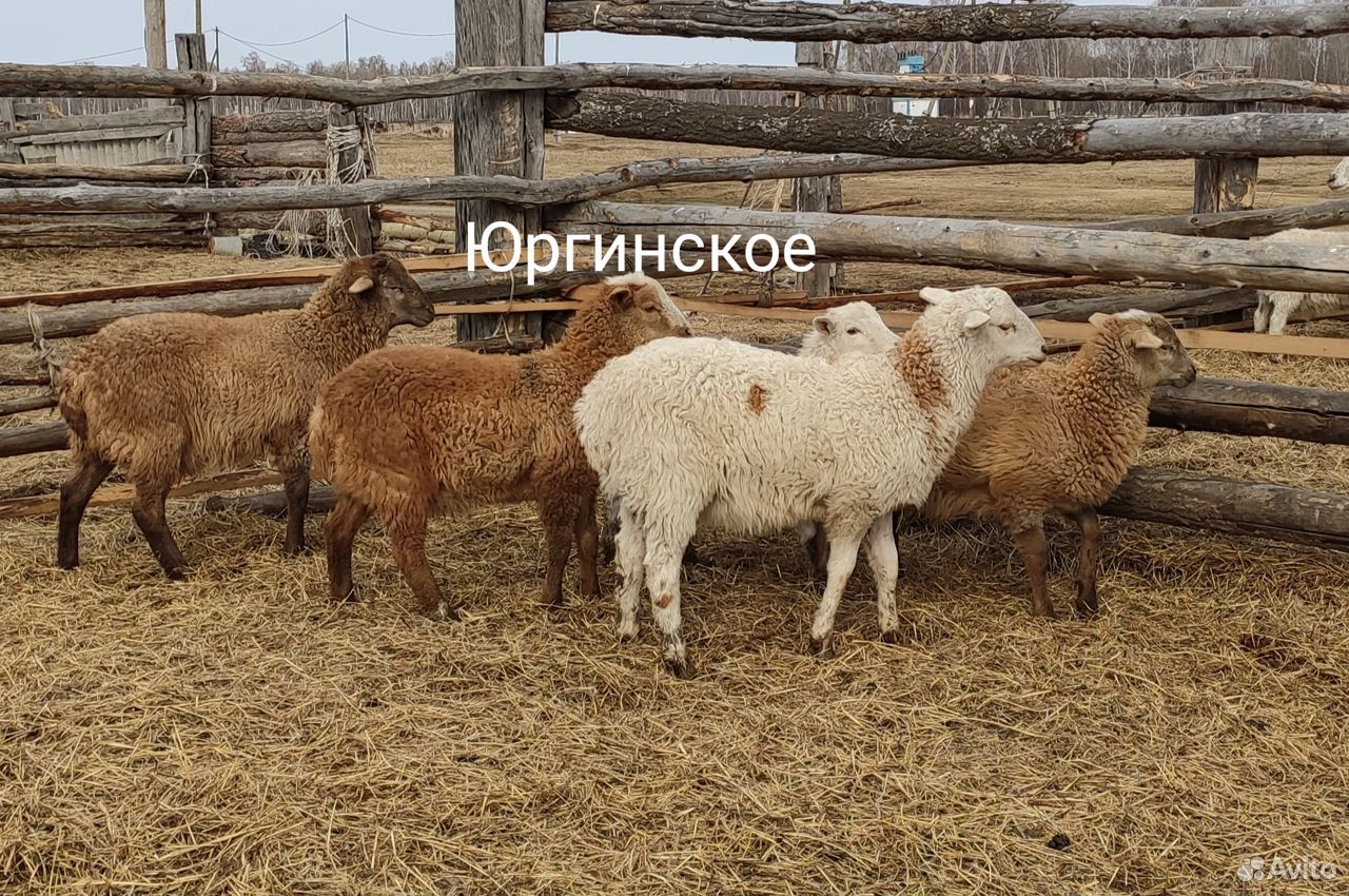 Катумские овцы купить на Зозу.ру - фотография № 1