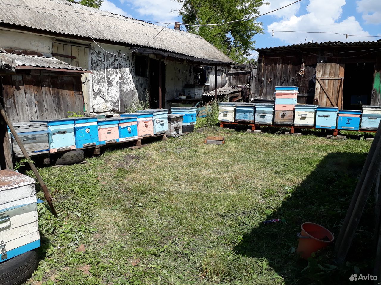 Пчелопакеты, отводки купить на Зозу.ру - фотография № 1
