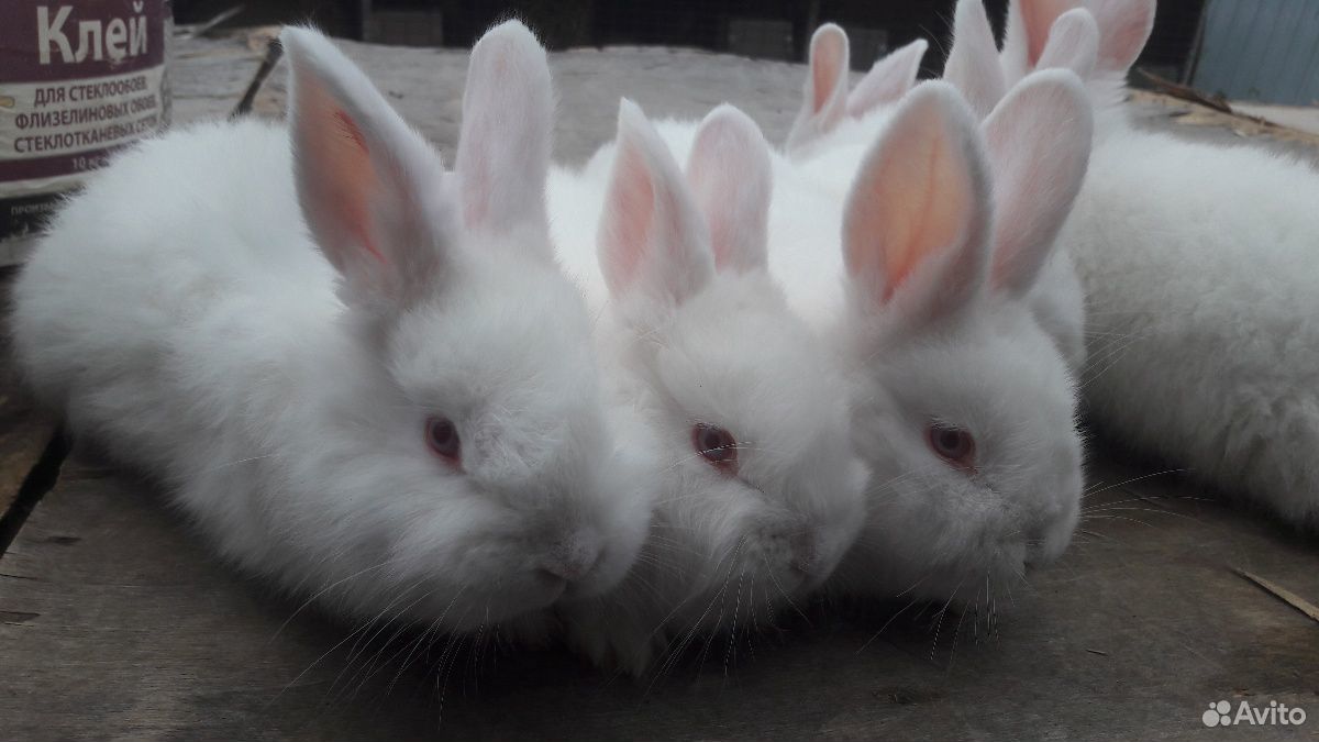 Кролики нзб(Новозиландские белые),Французкий баран купить на Зозу.ру - фотография № 2