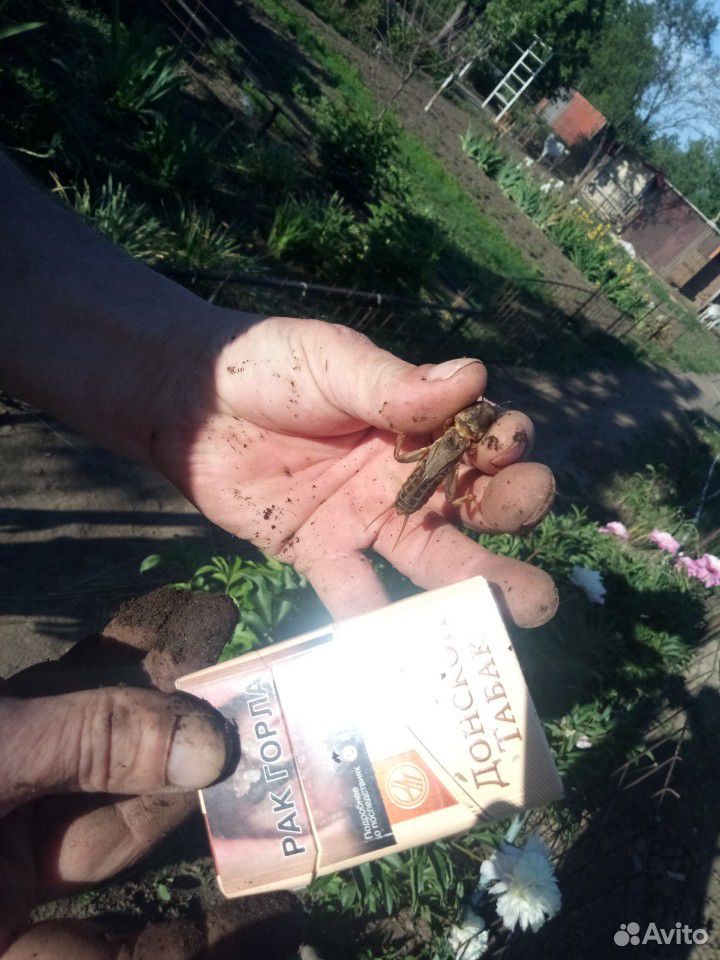 Медведка и личинка жука носорога(грабак) купить на Зозу.ру - фотография № 2