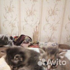 Кошечки купить на Зозу.ру - фотография № 2