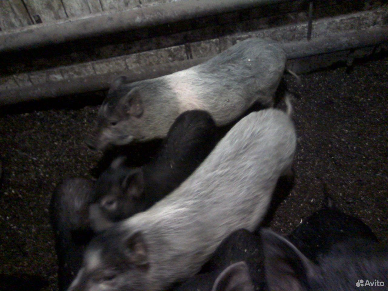 Свиньи вьетнамские взрослые купить на Зозу.ру - фотография № 2