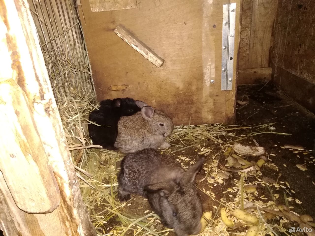 Кролики малыши купить на Зозу.ру - фотография № 2