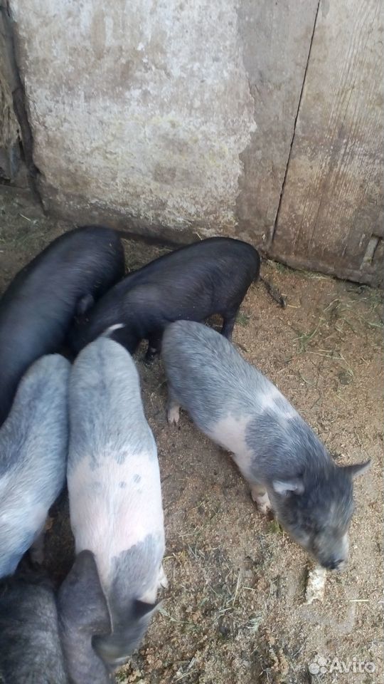 Поросята вьетнамских вислобрюхих свиней купить на Зозу.ру - фотография № 6