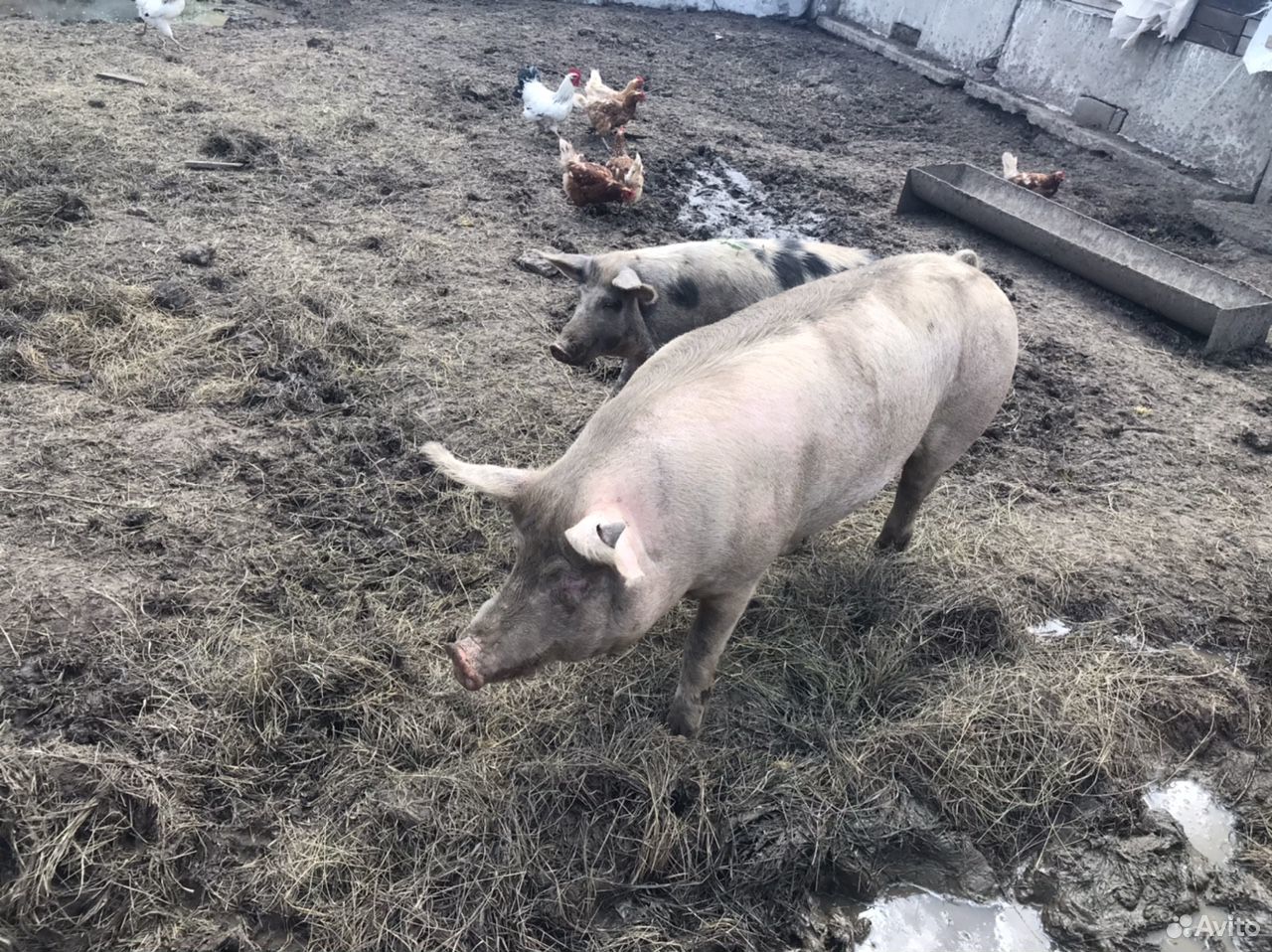 Продаю свинью,живой вес купить на Зозу.ру - фотография № 2
