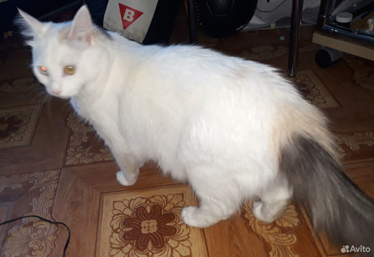 Кошка Алиса, почти вся белая, разноглазая(стерилиз купить на Зозу.ру - фотография № 3