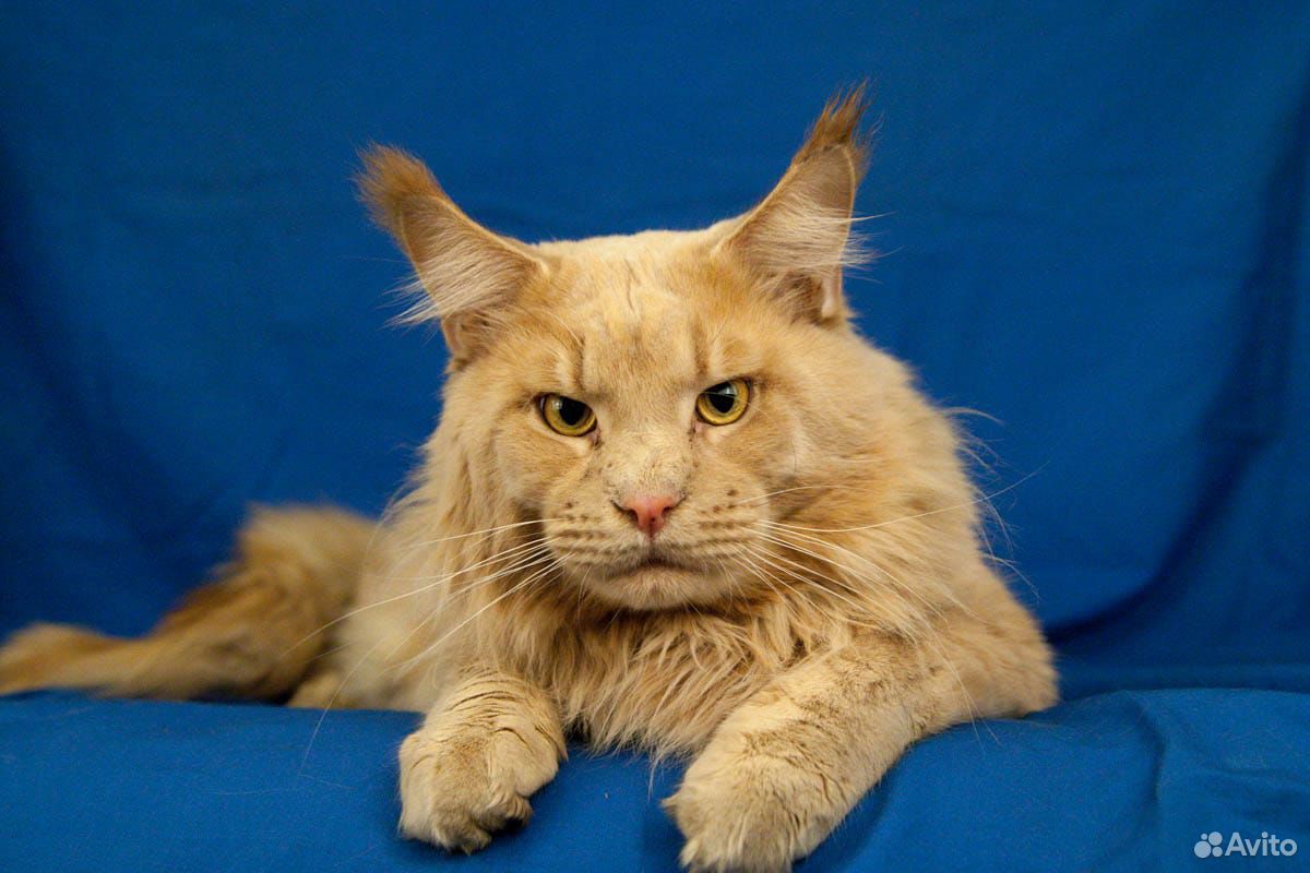 Хана уходи. Мейн кун красный мрамор чистый. Кот Мейн кун стрижка. Актёр похожий на Мейн куна и фото. Авито в Новосибирске вязка котов мэйкун фото.