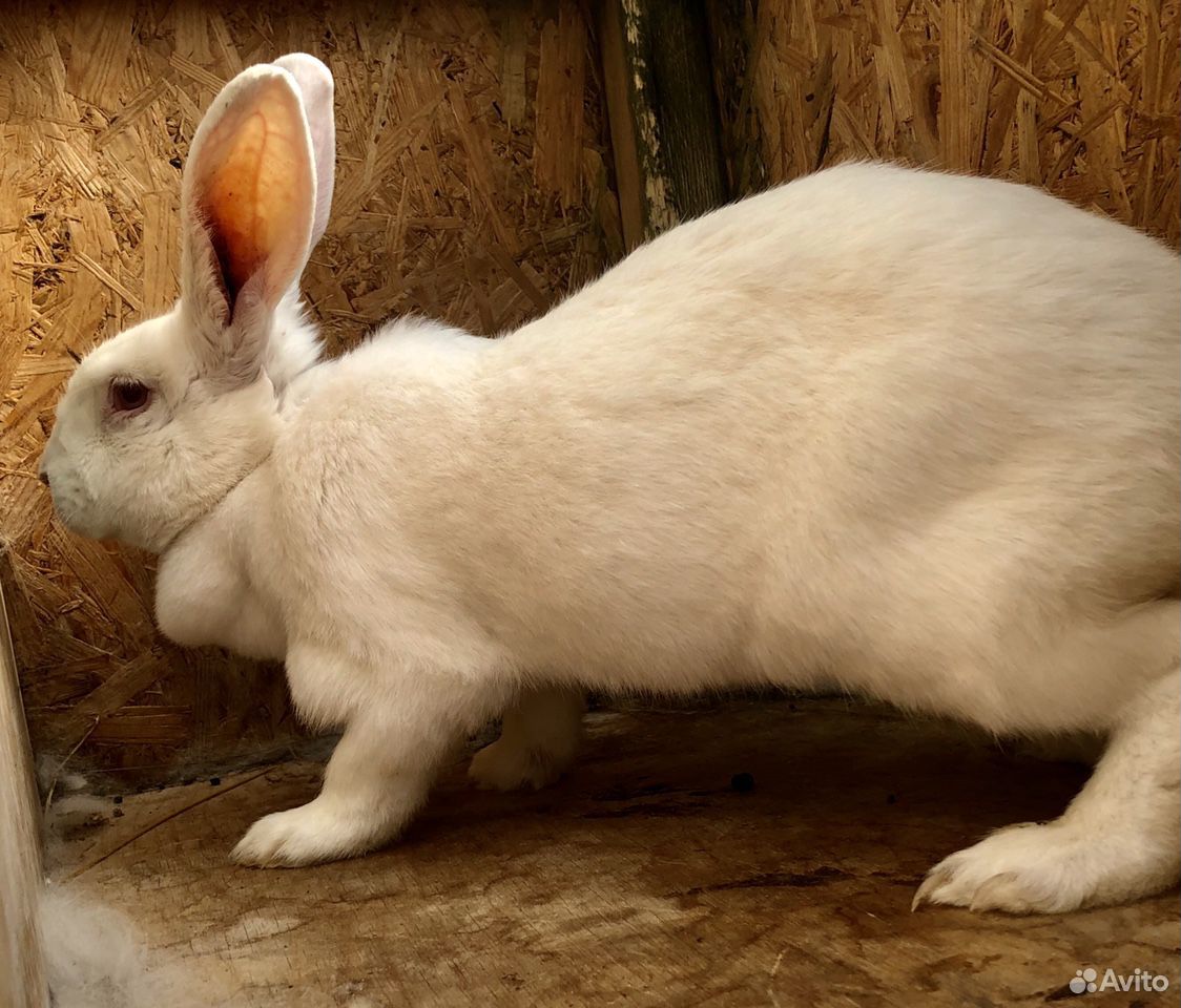 Кролик и крольчиха купить на Зозу.ру - фотография № 1