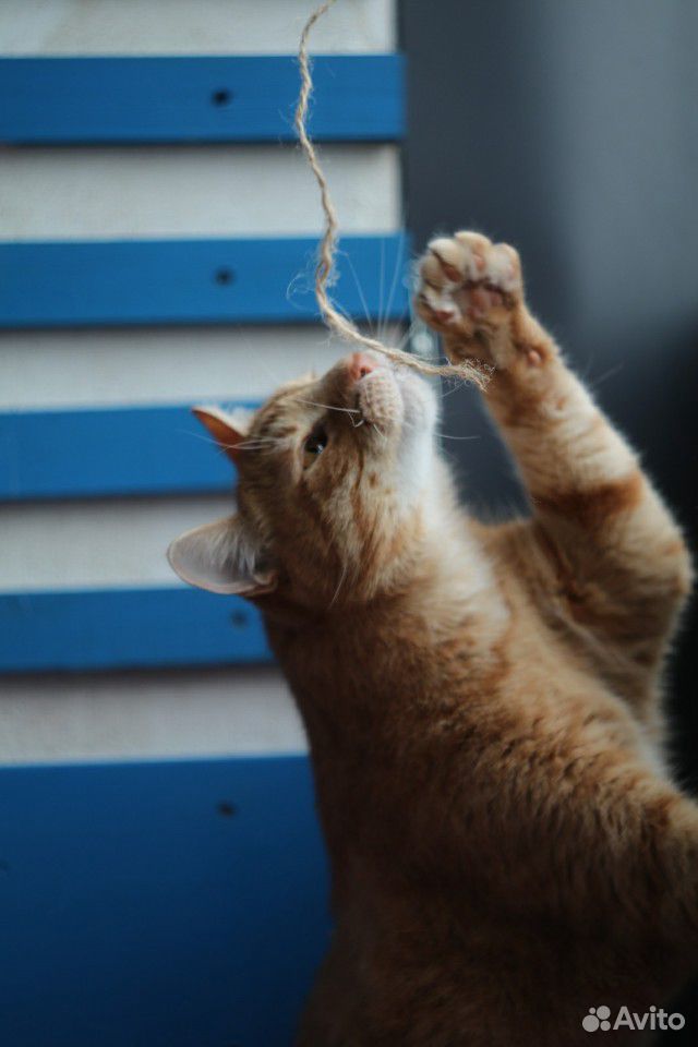 Котик Тигруля купить на Зозу.ру - фотография № 6