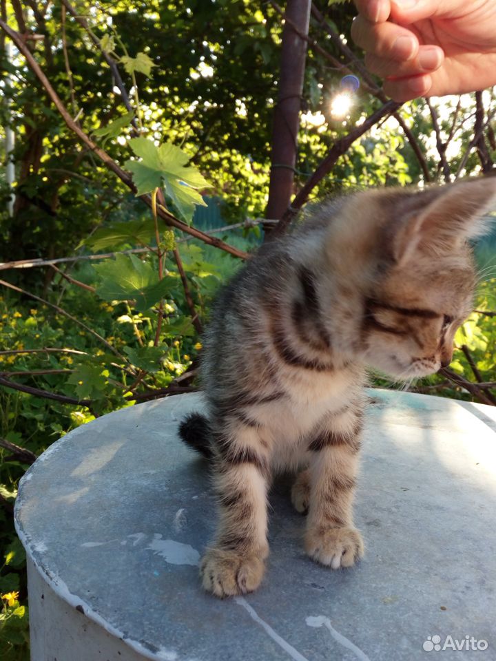 Котята Самые милые купить на Зозу.ру - фотография № 6