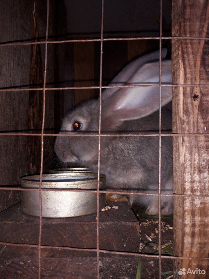 Кролы и крольчихи 5 месяцев купить на Зозу.ру - фотография № 4