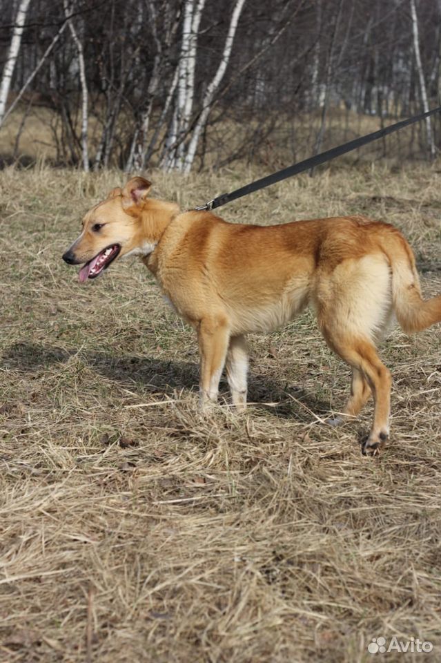 Рыжая собачка Сандра в дар купить на Зозу.ру - фотография № 2