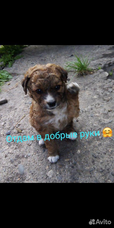 Собака Спаниель купить на Зозу.ру - фотография № 1