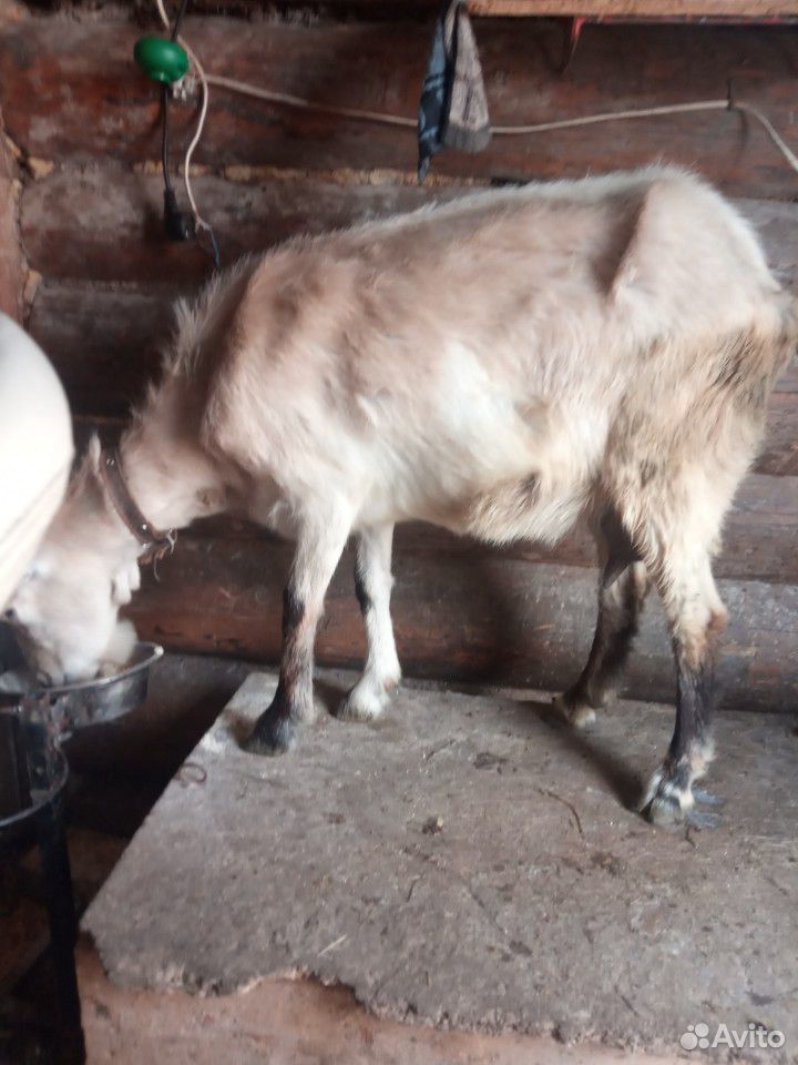 Продам дойных коз, козла купить на Зозу.ру - фотография № 3