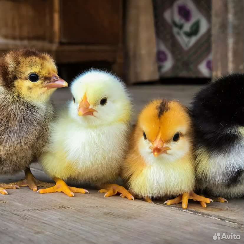 Цыплята домашние и из импортного яйца купить на Зозу.ру - фотография № 1