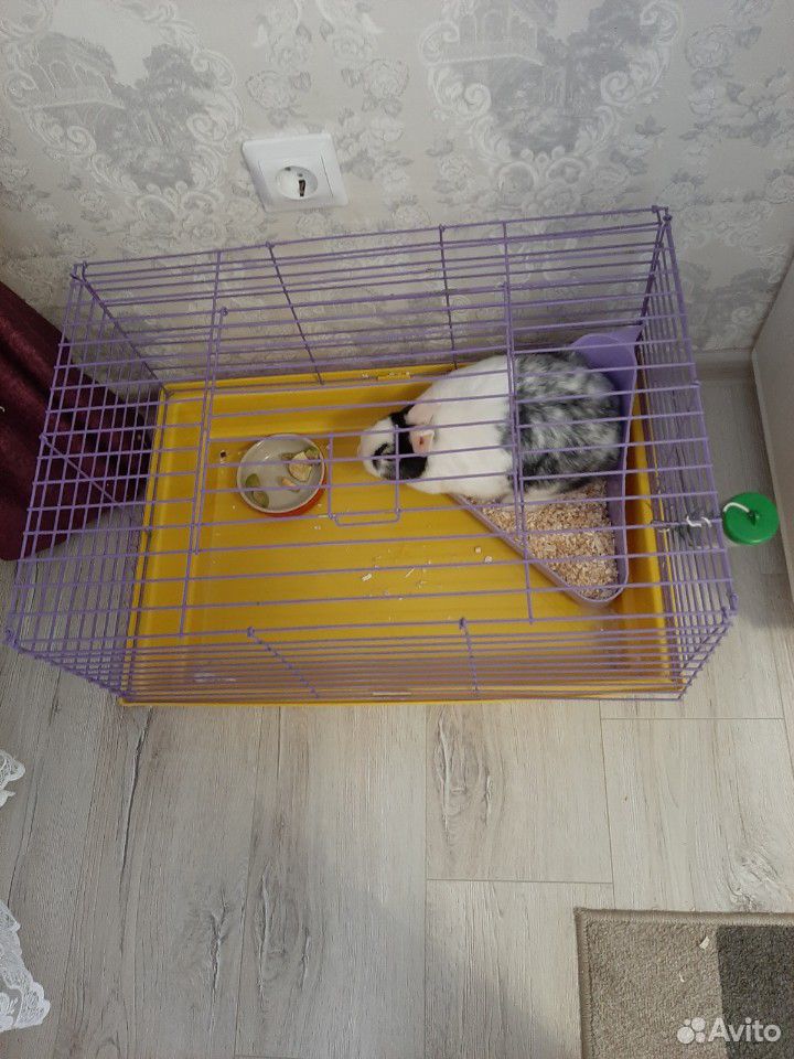 Декоративный кролик с клеткой купить на Зозу.ру - фотография № 3