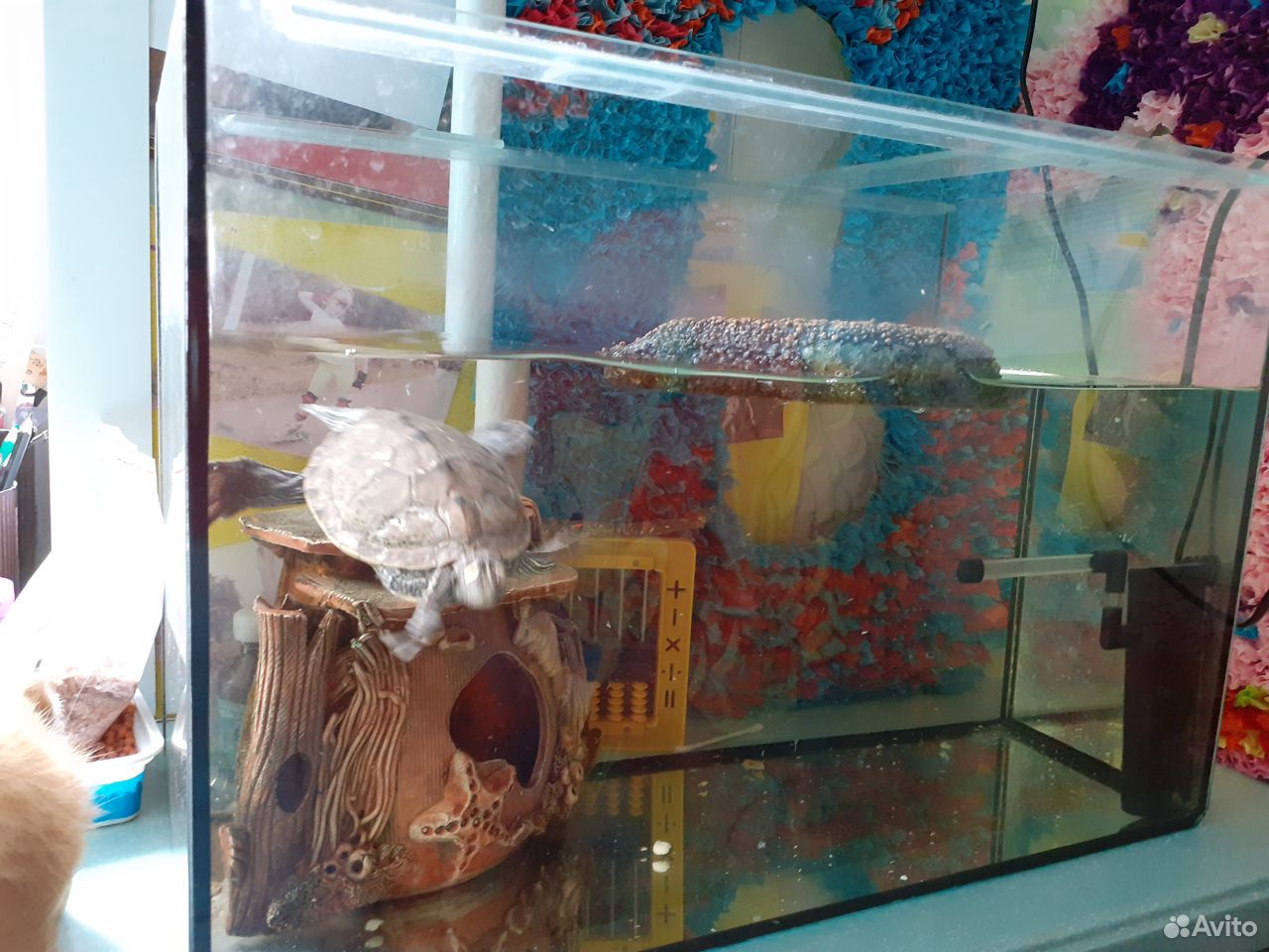 Черепаха вместе с аквариумом купить на Зозу.ру - фотография № 2