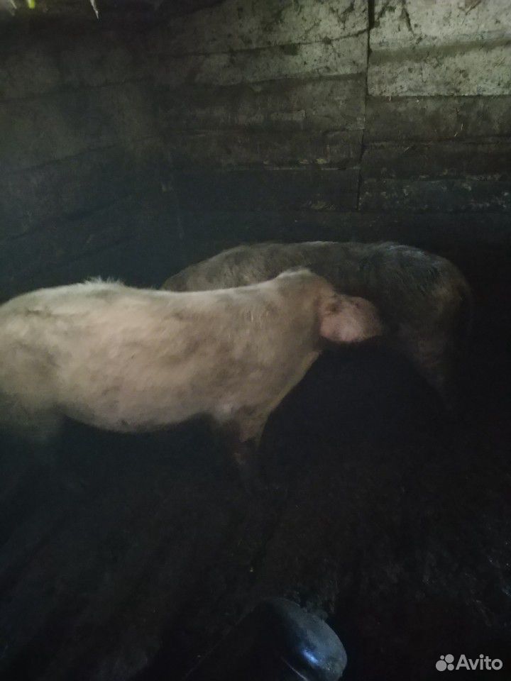 Продам свиней на мясо(возможен бартер) купить на Зозу.ру - фотография № 2