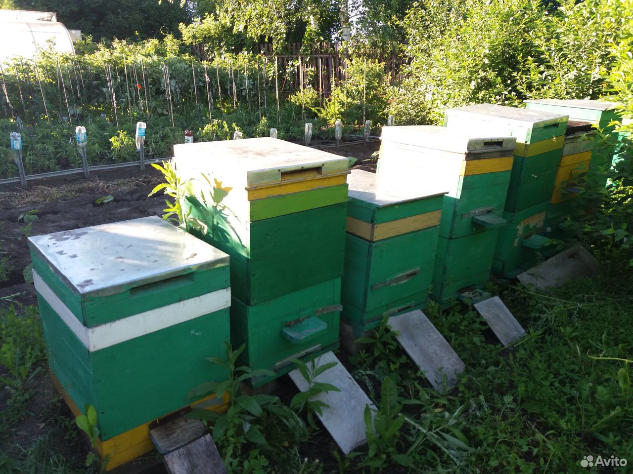 Пчелы-пасека купить на Зозу.ру - фотография № 2