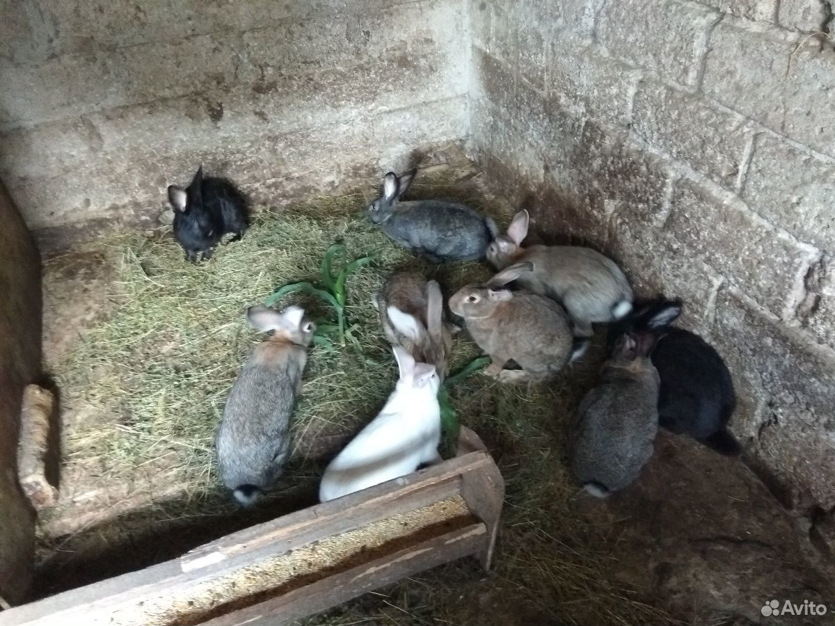 Кролики обыкновенный купить на Зозу.ру - фотография № 3