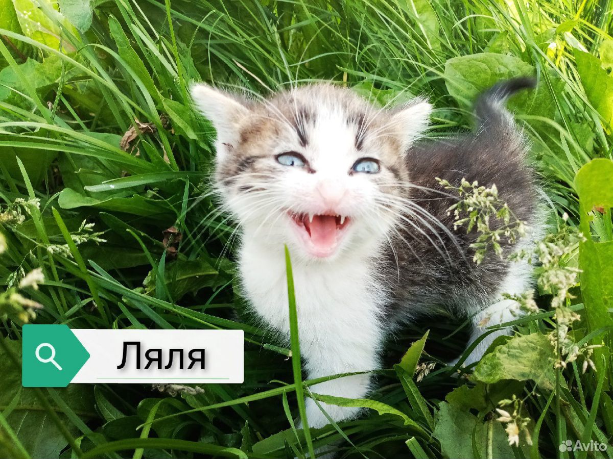 Котята в поисках дома купить на Зозу.ру - фотография № 3
