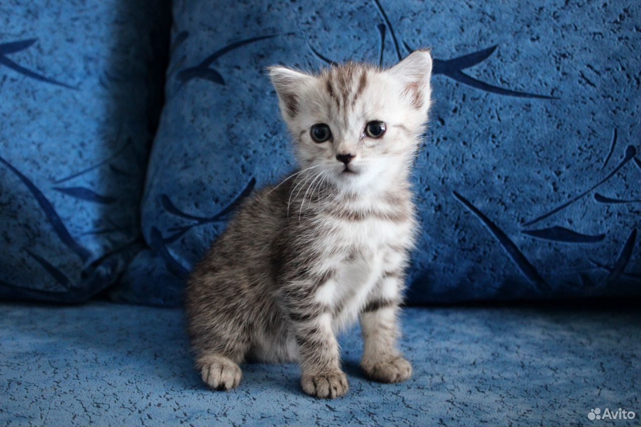 Маленький котик купить на Зозу.ру - фотография № 3