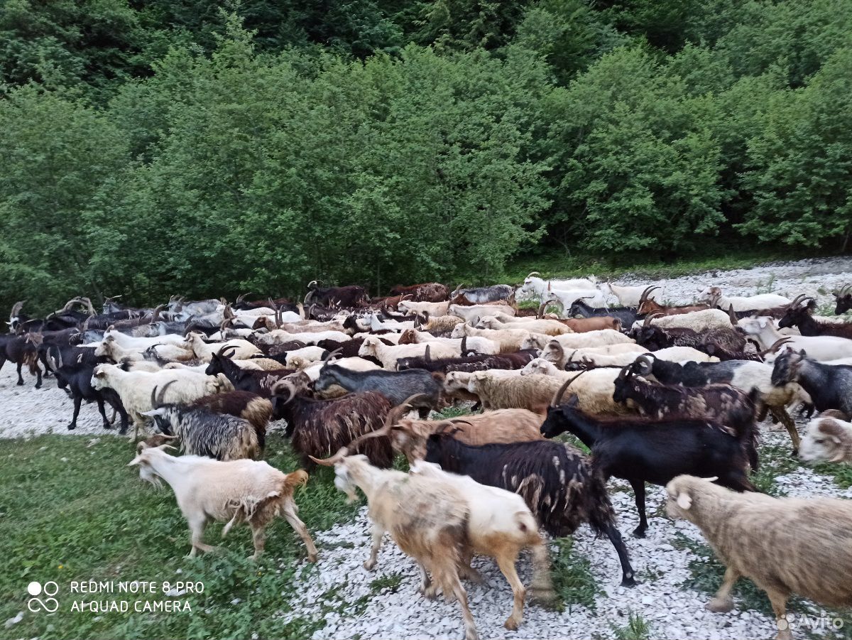 Овцы и козы в круг купить на Зозу.ру - фотография № 10