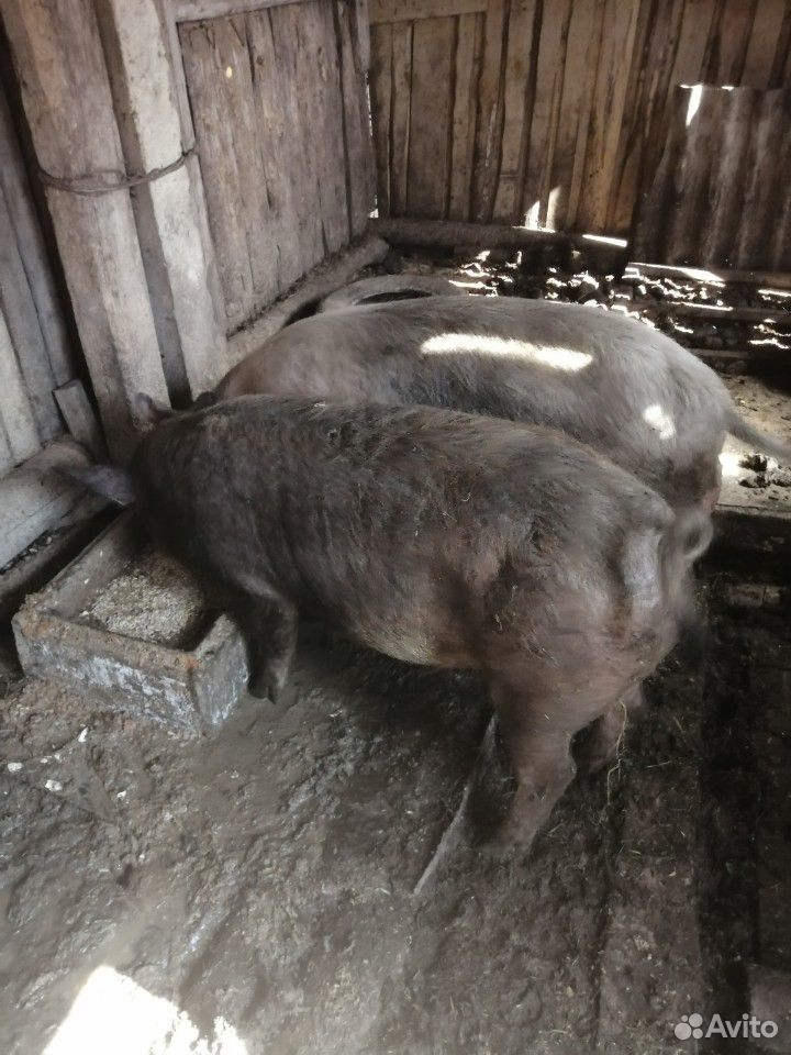 Хряк и свинка купить на Зозу.ру - фотография № 1