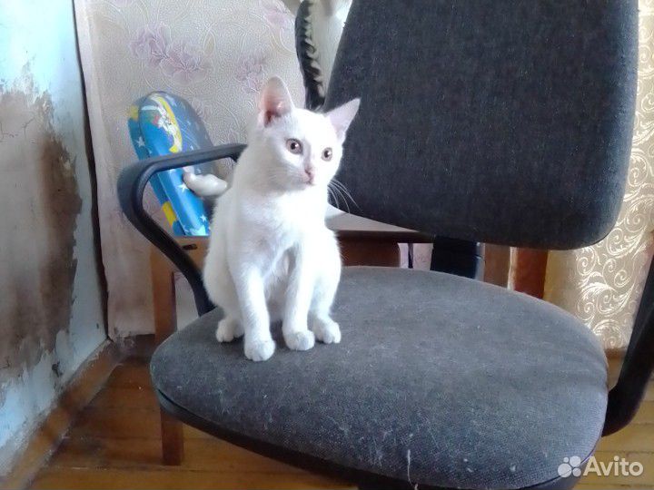 Котенок бесплатно купить на Зозу.ру - фотография № 3