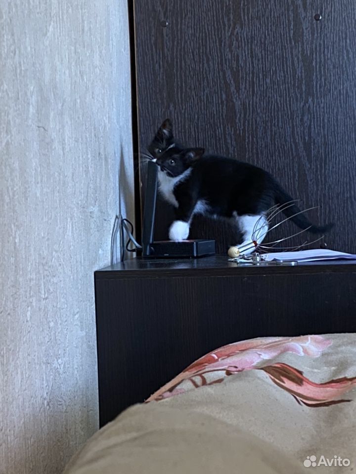 Котёнок девочка, с приданным купить на Зозу.ру - фотография № 6