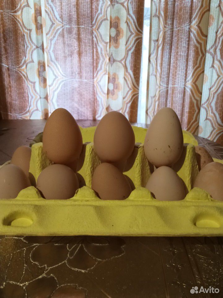 Цесариные яйца купить на Зозу.ру - фотография № 1