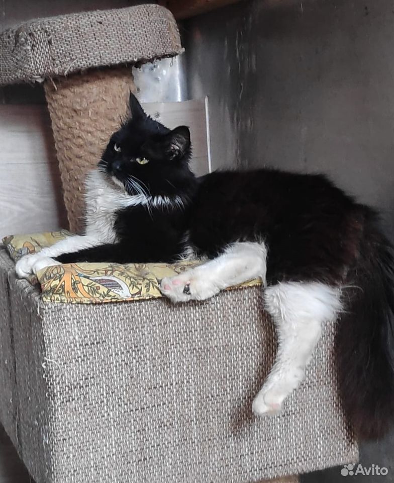 Котик подросток ищет дом купить на Зозу.ру - фотография № 2