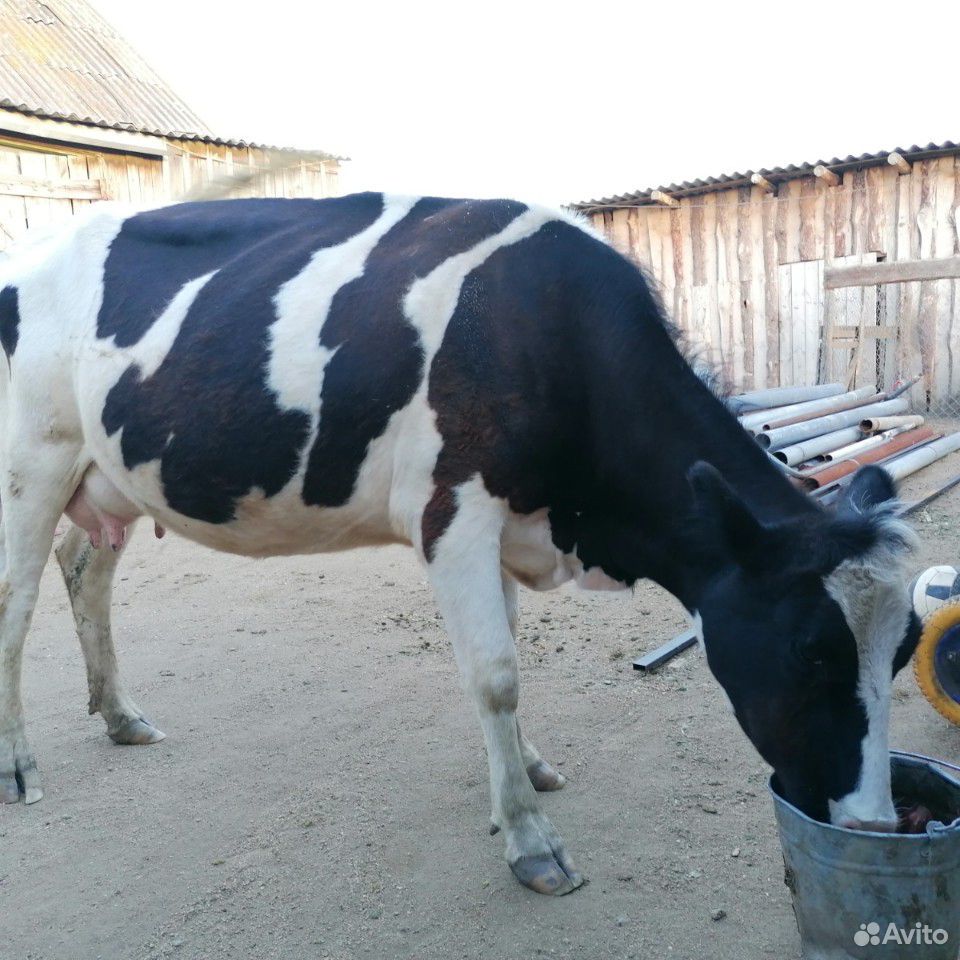 Корова. корова с теленком, тёлка купить на Зозу.ру - фотография № 1