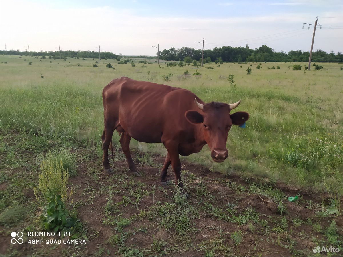 5 коров и 1 бык. 4 из коров дают молоко Бык отличн купить на Зозу.ру - фотография № 1