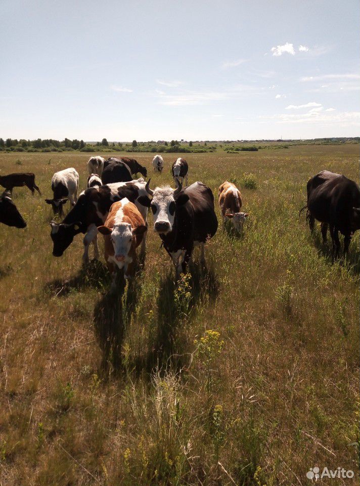 Коровы телята купить на Зозу.ру - фотография № 2