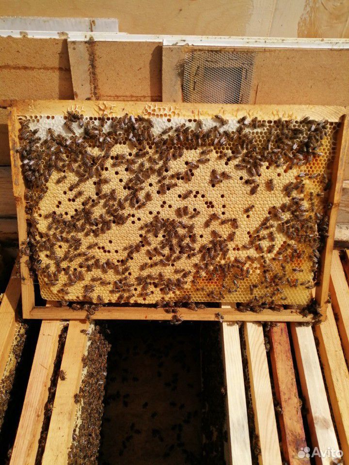 Пчело пакеты дадан купить на Зозу.ру - фотография № 3