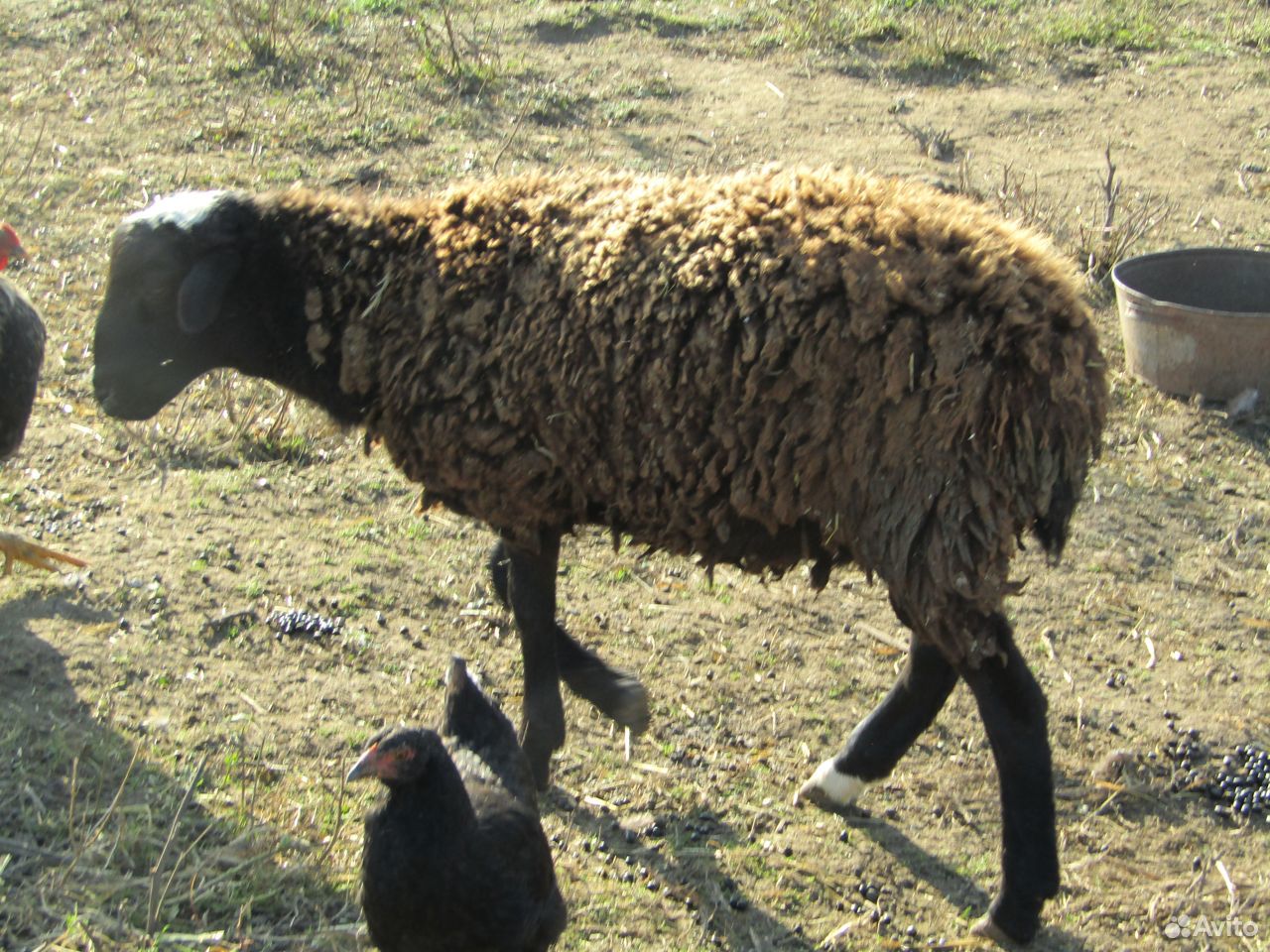 Бараны овцы ягнята купить на Зозу.ру - фотография № 5