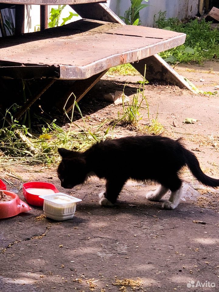 Маленькие котята в добрые руки купить на Зозу.ру - фотография № 5