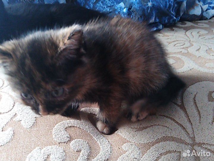 Красивый котёнок ищет дом купить на Зозу.ру - фотография № 5